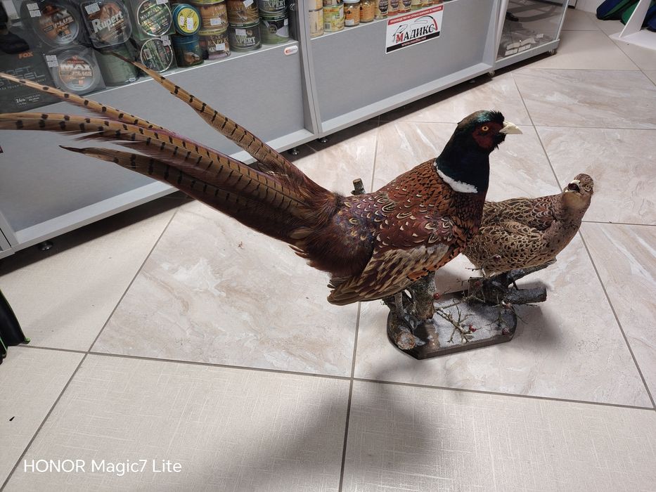 Препариран  трофей за декорация