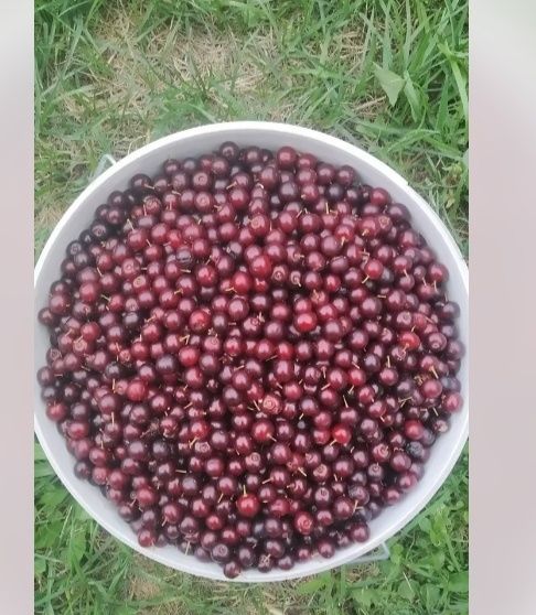 Продам красную черемуху