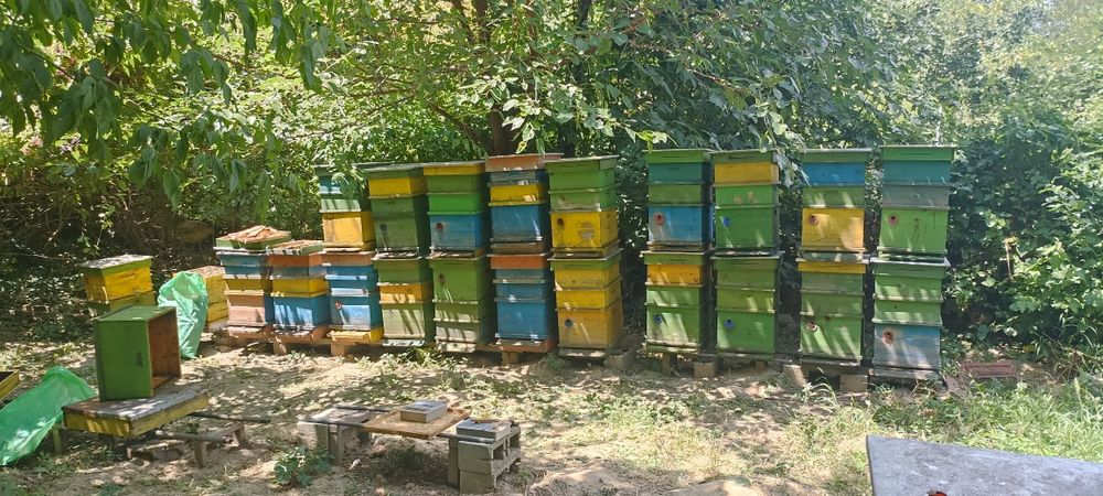 Кошери ДБ 10 рамкови