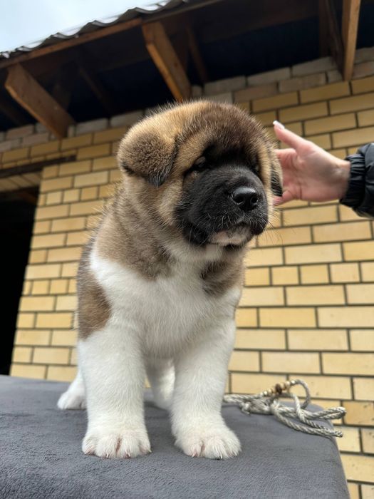 Американская акита