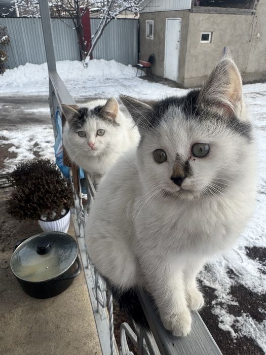 Мощные пушистики Классные котятки