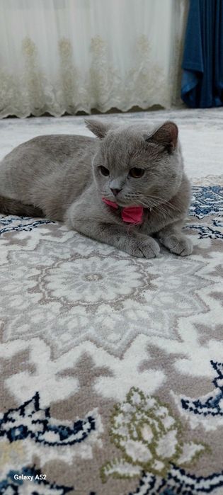 Продам кошку. Порода британская страйт, привозная чистокровная.