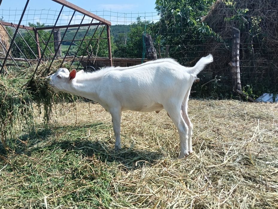 De vânzare țap sannen original