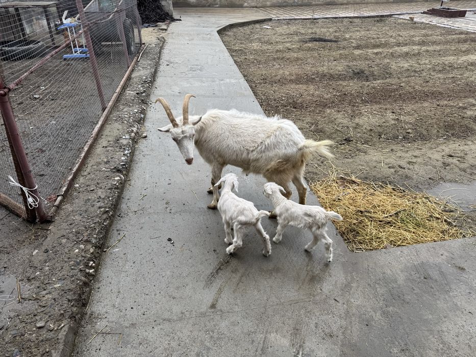 орыс ешкі сүтті  2лақ