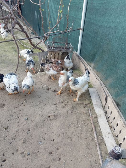 Brama tovuq sptiladi