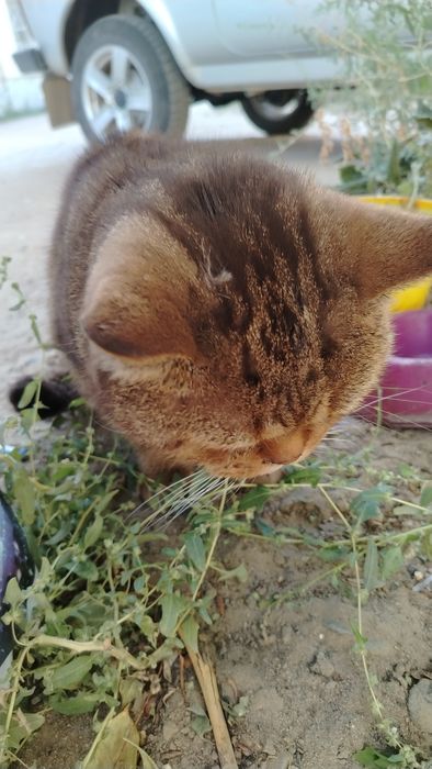 Котик в добрые руки