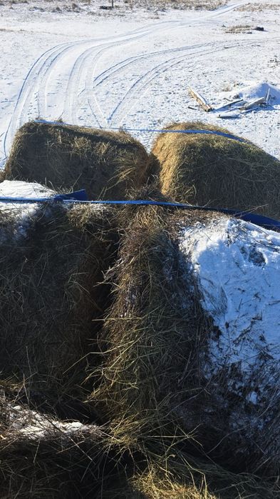 Сено в рулонах для скота
