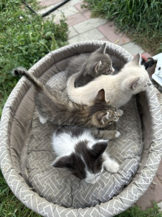 Отдам Котят
