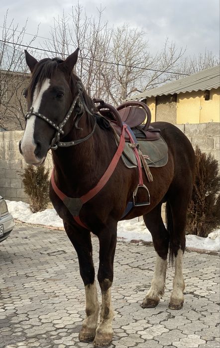 Айғыр сатылады