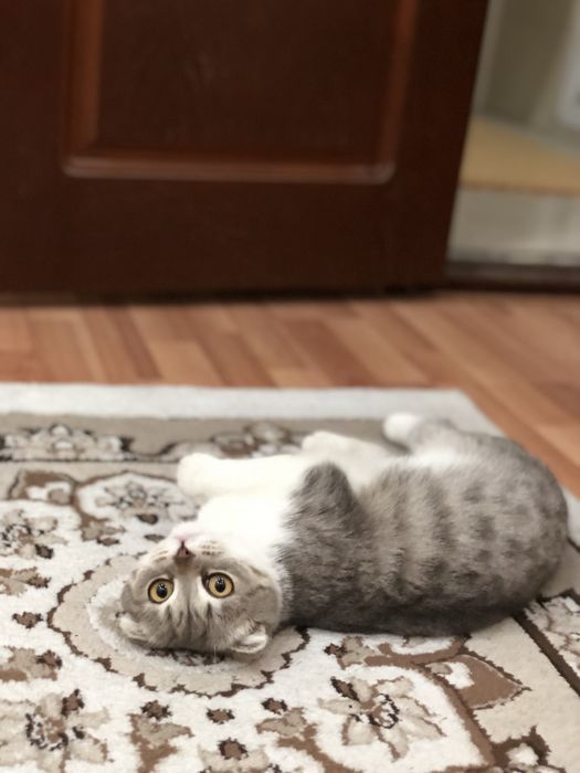 Кошка Отдам даром, тегін берем