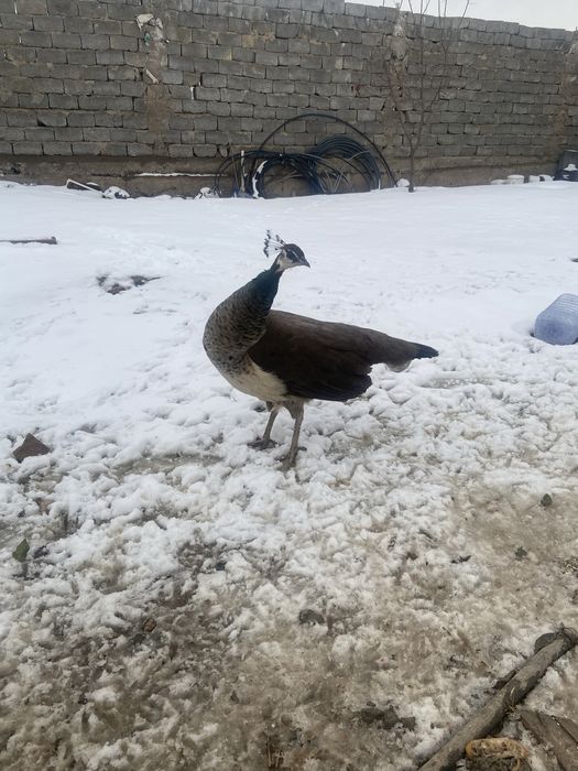ұрғашы павлин сатылады