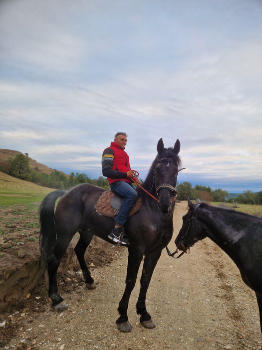 Vand cal metis de Nonius cu Frizian