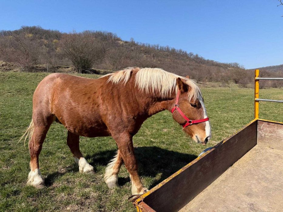 Armăsar tânăr de vânzare – crescut natural, cu acte și cip