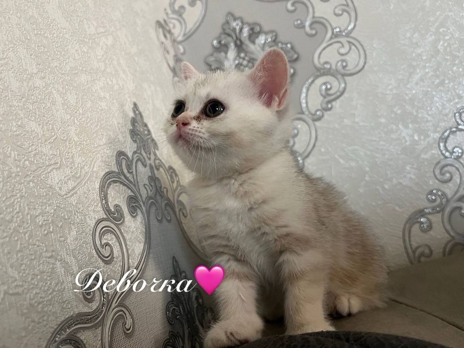 Шотландские котята