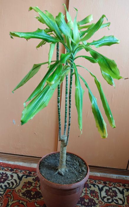Комнатное растение драцена