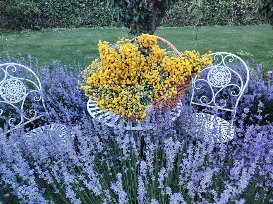 Lavandă proaspătă - ideală pentru florarii și aranjamente florale