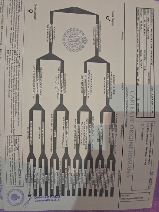Femela dogo argentino dog argentinian