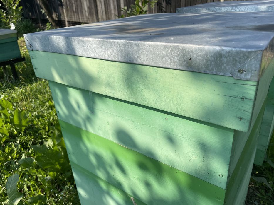 Ceara albine , stupi