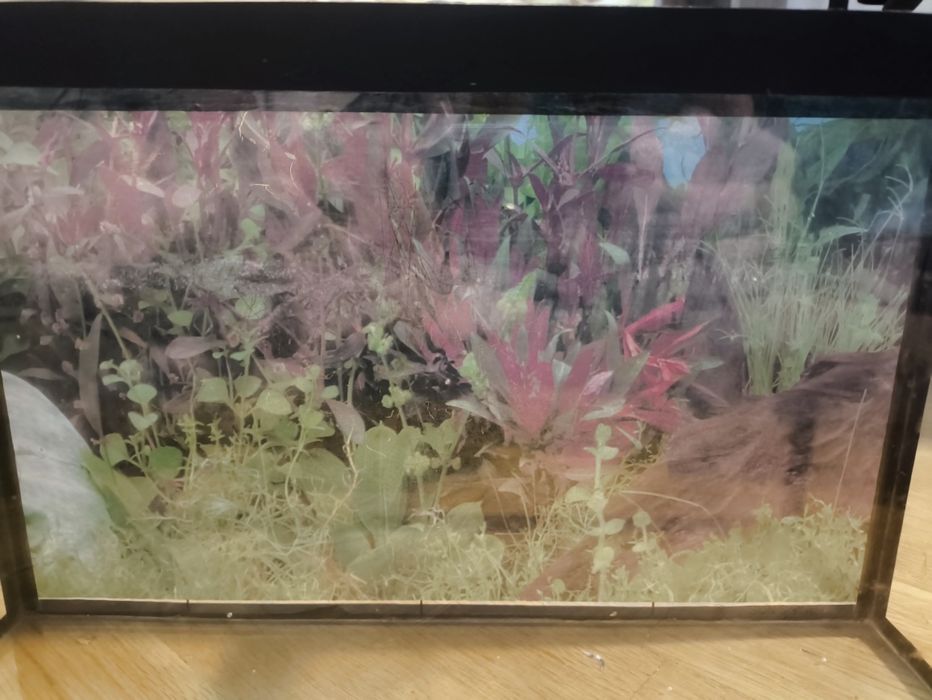 Аквариум для рыб