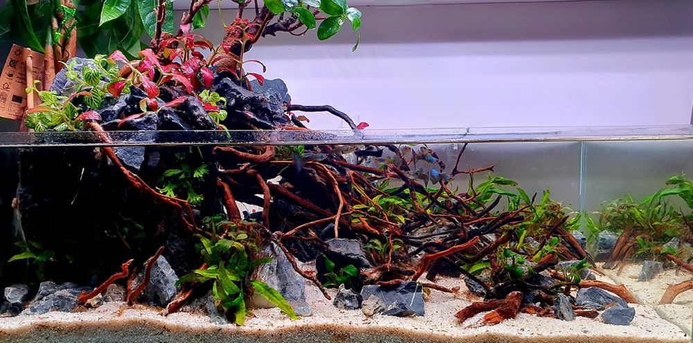 Servici intretinere mentenanta curatare aranjament acvariu apa dulce