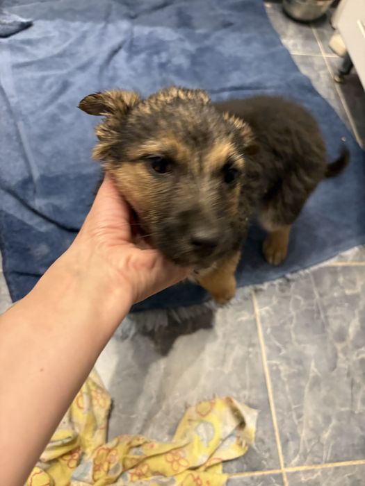 Щенок ищет дом, 1 мес девочка