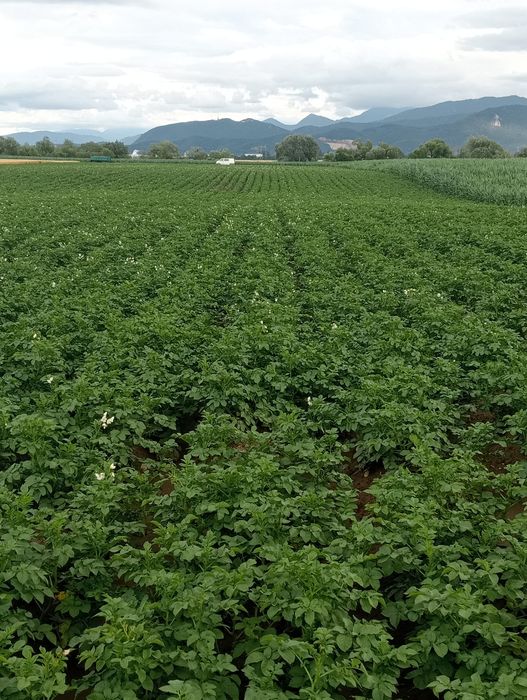 Cartofi de sămânță Soraya.