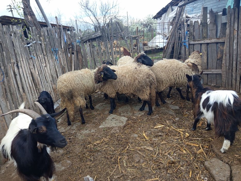 Vând oi sănătoase bine îngrijite preț negociabil