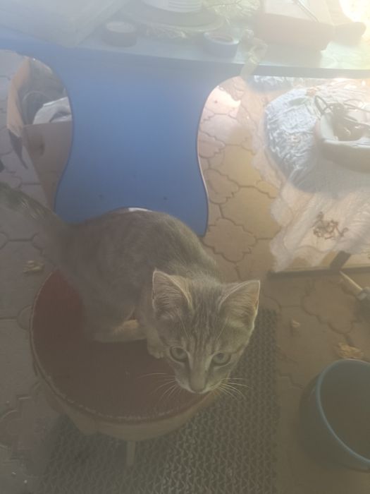 Марғау тегін берем