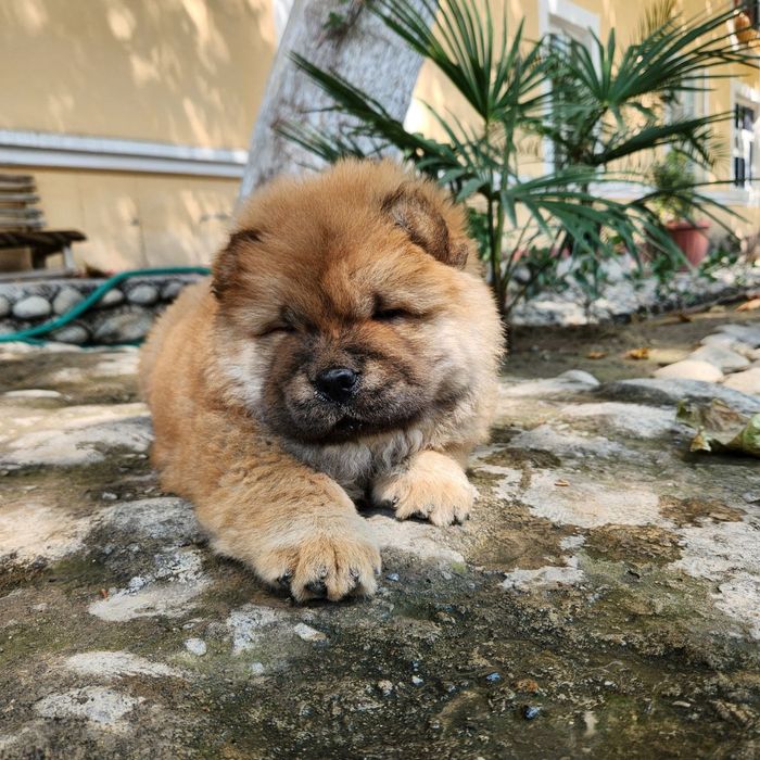 Продаются щенки Чау-чау.  Есть мальчик и девочки. Папа клубный