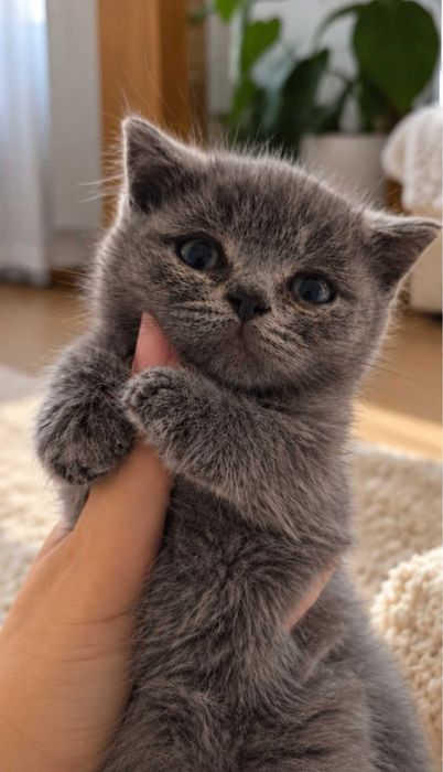 Pisicuta British Shorthair Tabby