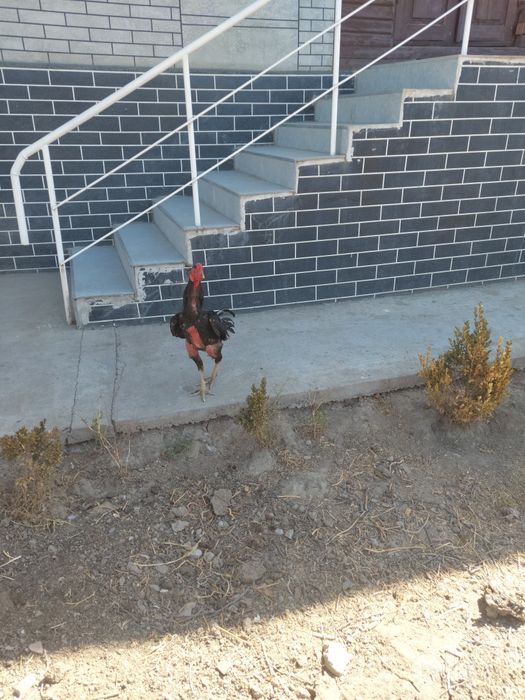 Дакан хуроз ёшига тулган