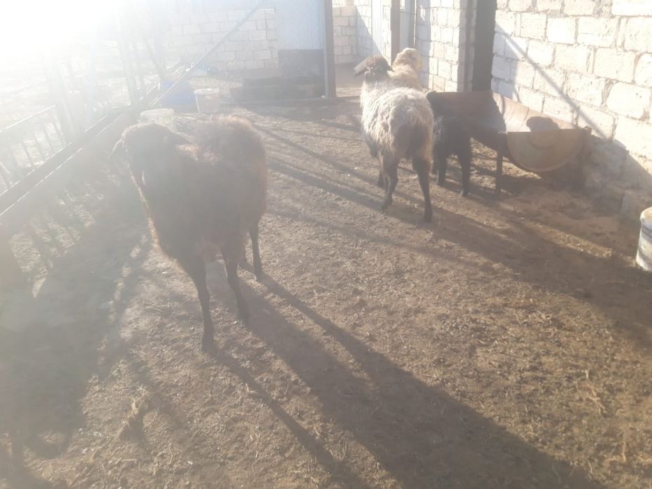 Буаз койлар козылы койлар сатылады