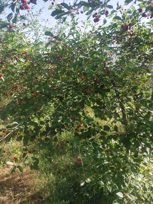 Zomin tumani Bogishamol qishlogida xamma sharoyitga iga xovli sotiladi