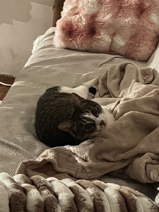 Pet Sitting / Bona pentru animalute– grijă pentru animalul tău