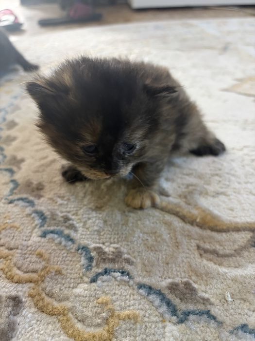 Котят в хорошие Руки