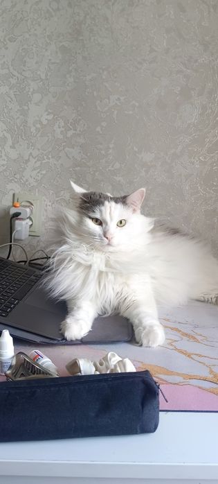 Отдам в добрые руки