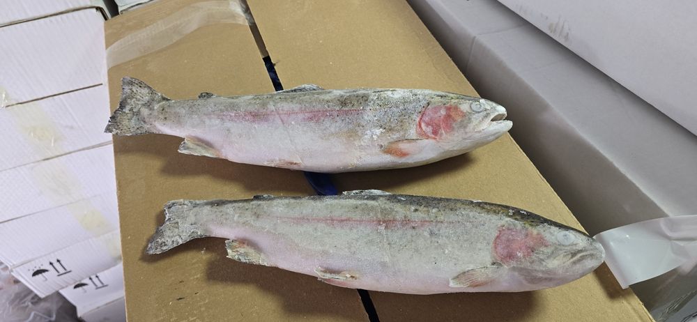 Форель Кыргызстан