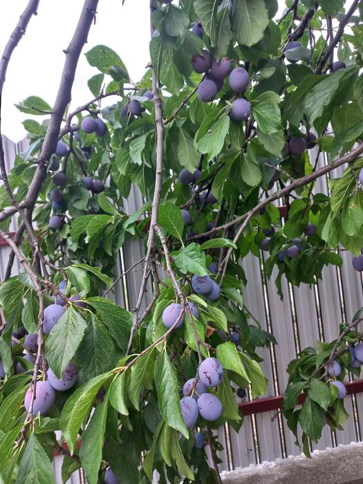 Prune de vânzare