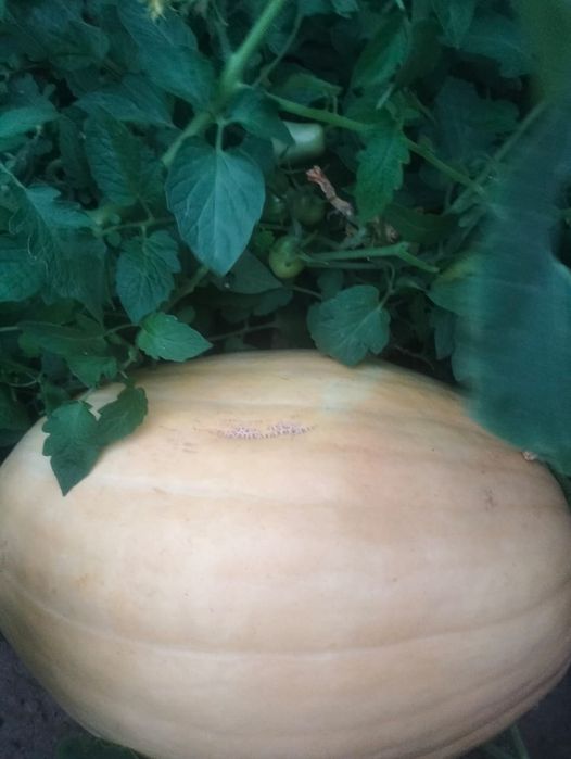 Продам кабачков и хрен
