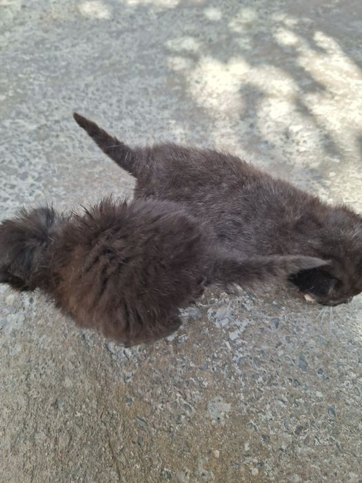 Отдам котят в хорошие руки