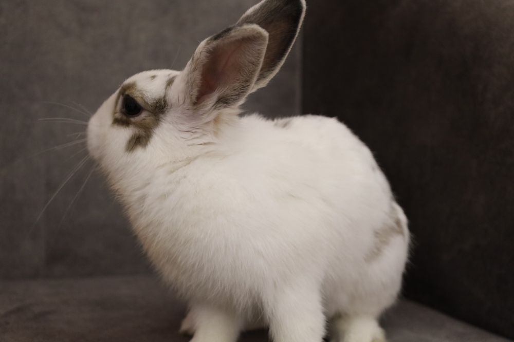 Продаю кролика домашнего