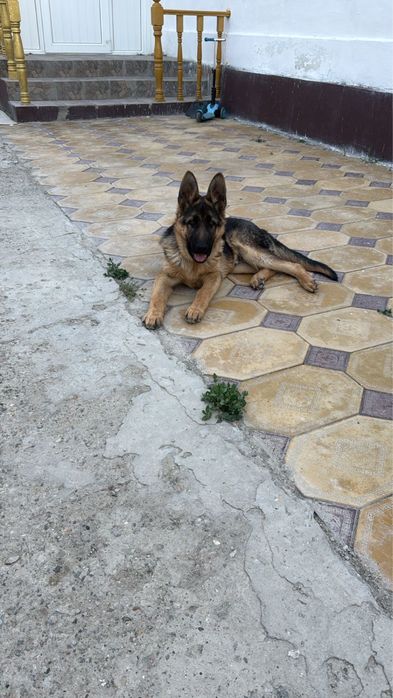 Немецкая овчарка