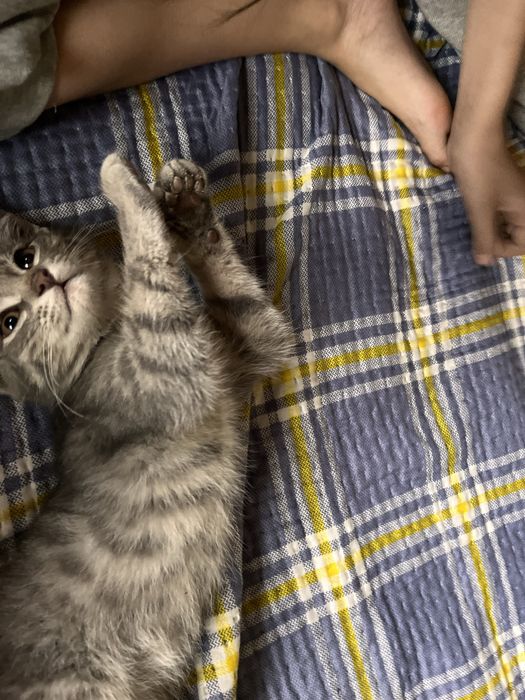 Котик кот бесплатно