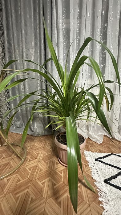 Комнотное растение