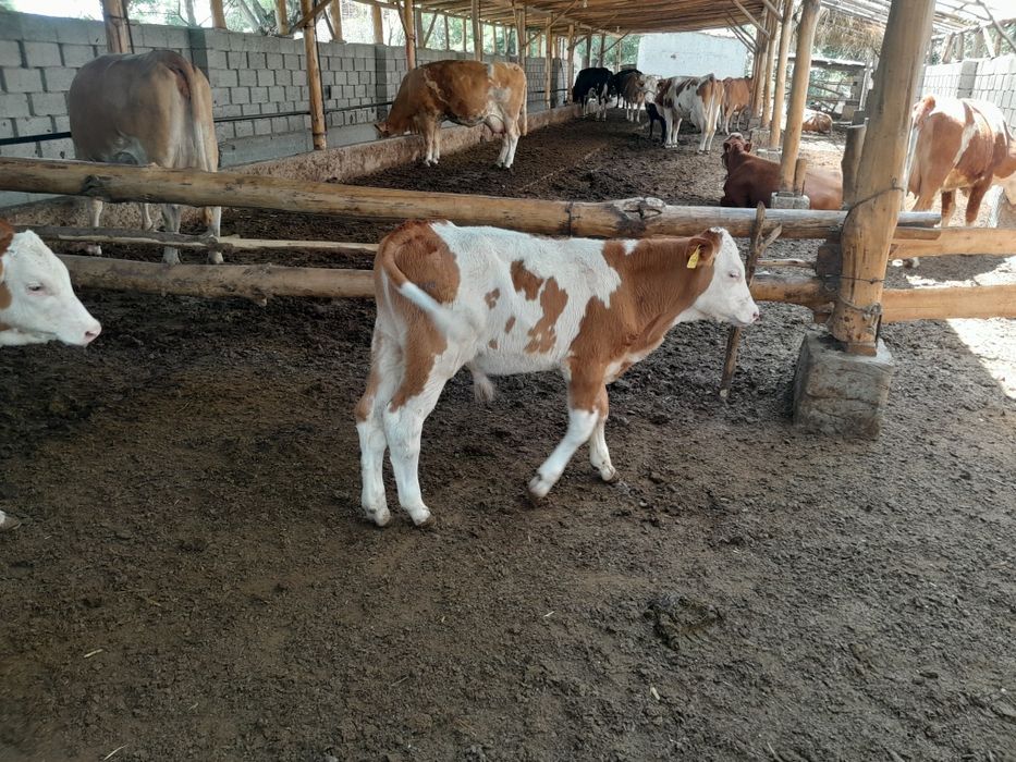 Simmental buqalar