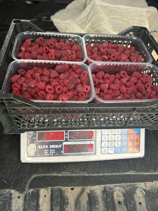 Саженцы малины сорт Мапема