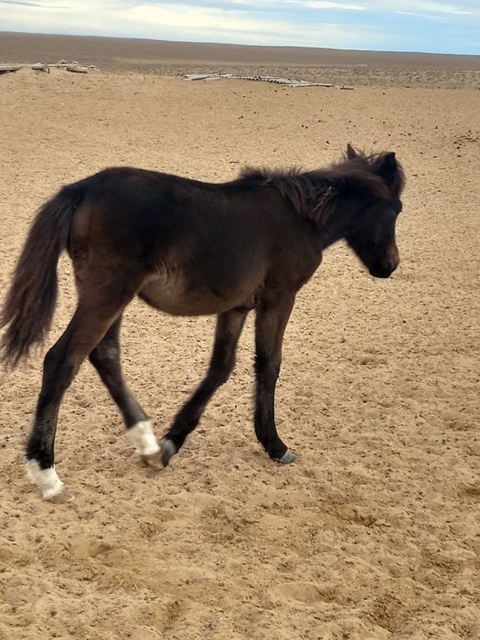 Жабағылар сатылады