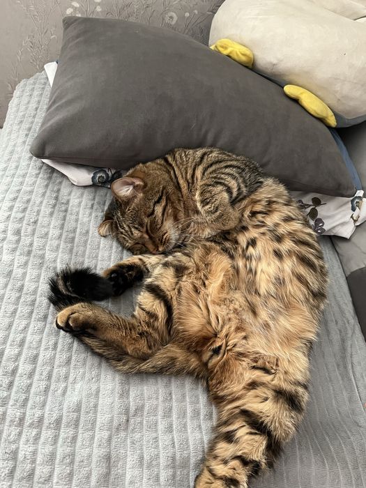 Кот , мальчик 3 года