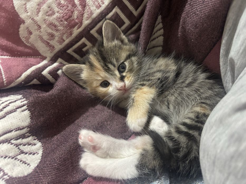 Котенок 1,5месяцев