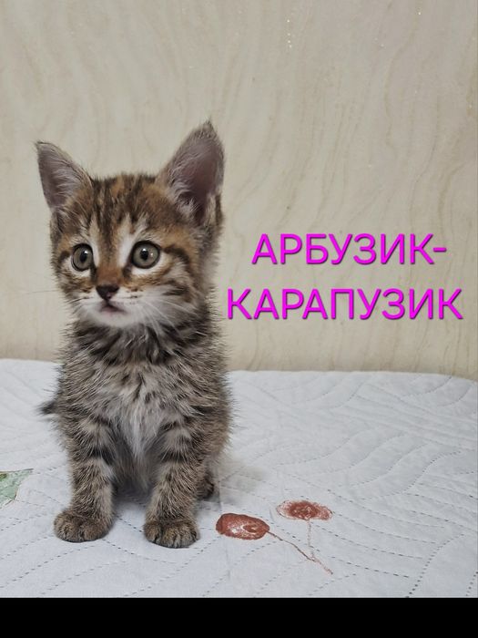 Ласковый котик Лева .1,2 месяца